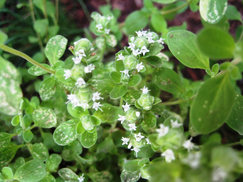 مرزنگوش - مرزنجوش